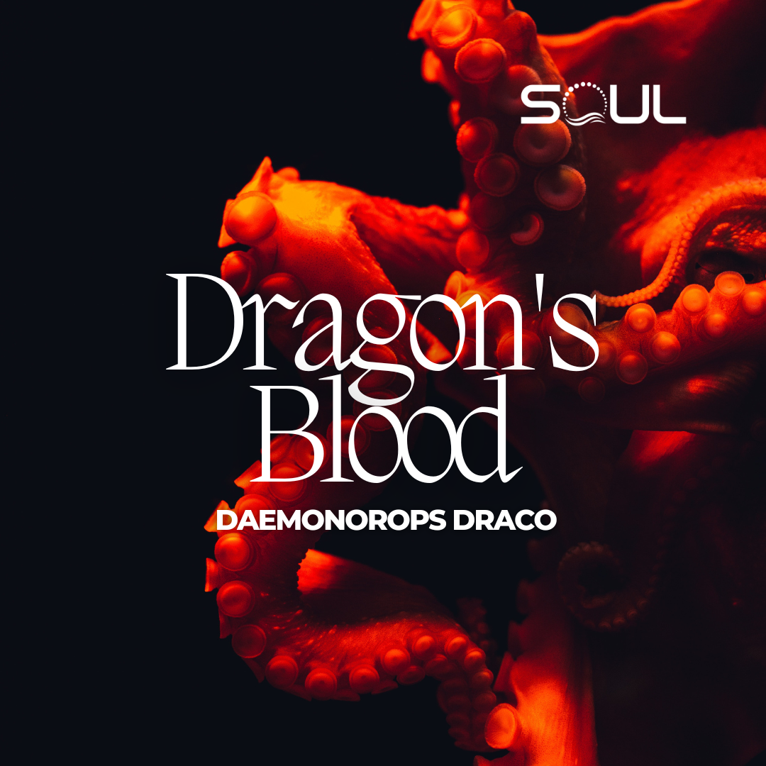 Exploring the Remarkable Health Benefits of Daemonorops Draco (Dragon's Blood)