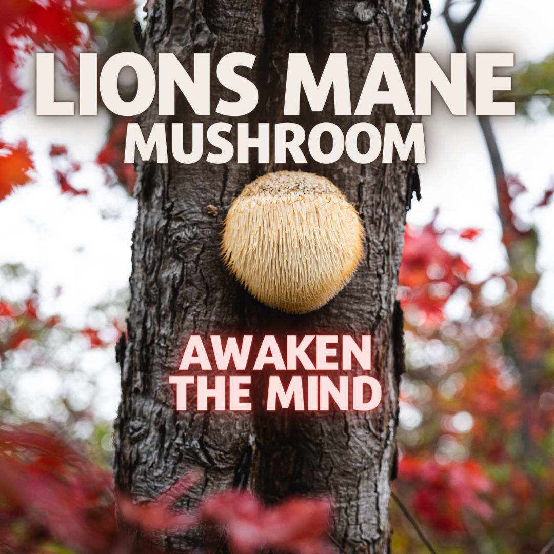 Lions Mane: The mushroom that awakens the mind